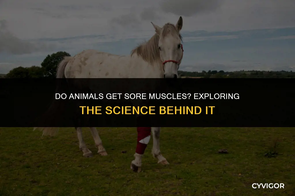 do animals get sore muscles