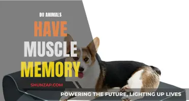 Animals and Muscle Memory: Is It a Real Thing?