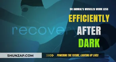 Nighttime Muscle Efficiency: Do Animals' Muscles Work Less Efficiently After Dark?