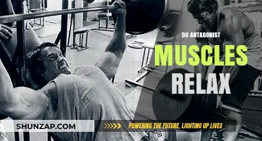 Do Antagonist Muscles Relax? Unraveling the Science of Muscle Pairing