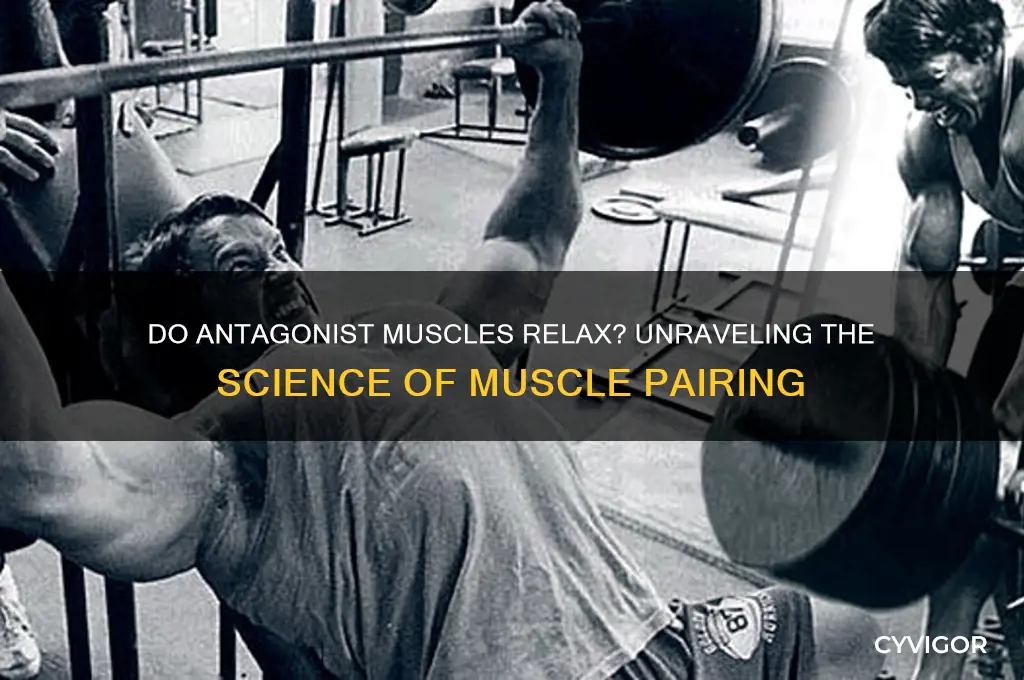do antagonist muscles relax