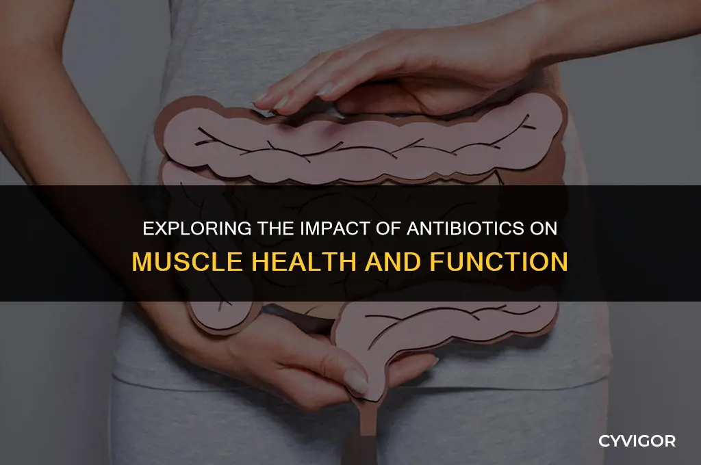 do antibiotics affect your muscles