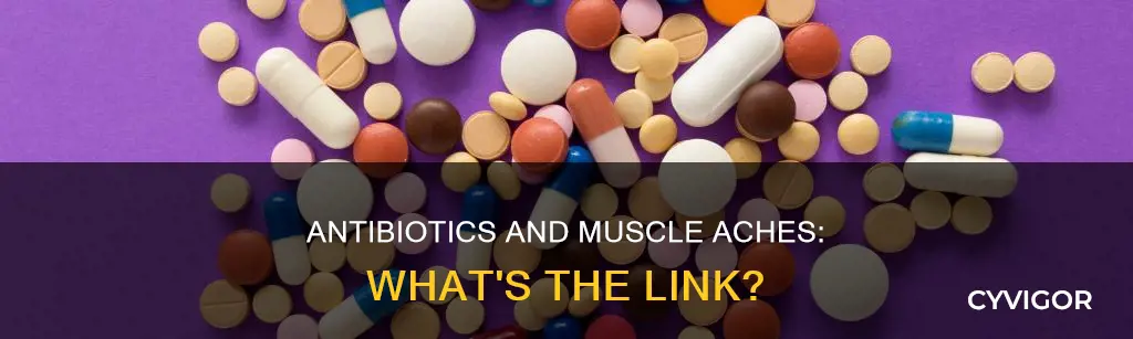 do antibiotics cause muscle aches