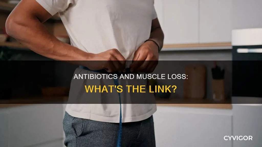 do antibiotics cause muscle loss
