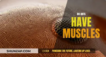 The Muscular World of Ants: Understanding Their Strength