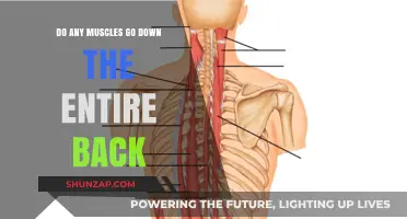 Exploring the Anatomy: Muscles That Span the Entire Back