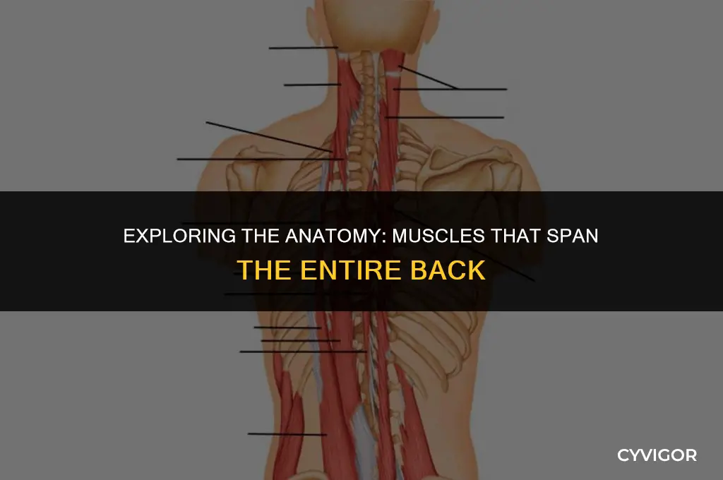 do any muscles go down the entire back