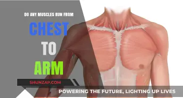 Muscles Connecting Chest to Arm: Anatomy and Function Explained