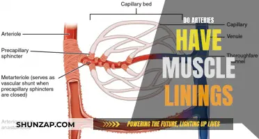Muscle-Lined Arteries: What's the Deal?