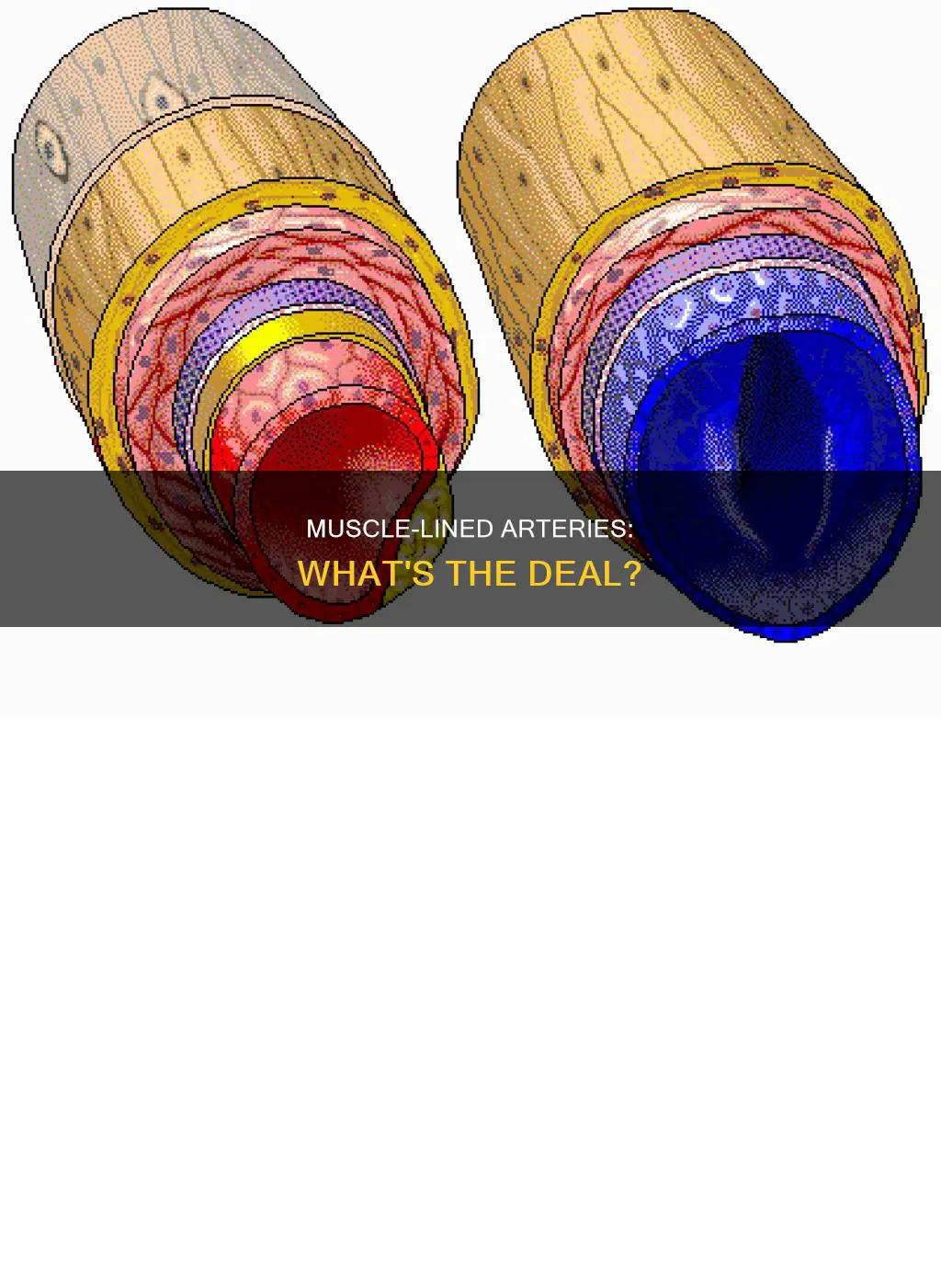 do arteries have muscle linings