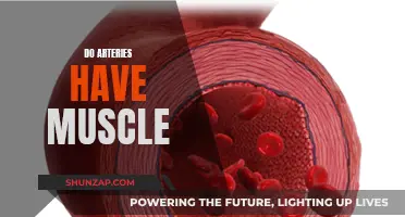 Arteries and Muscles: What's the Connection?
