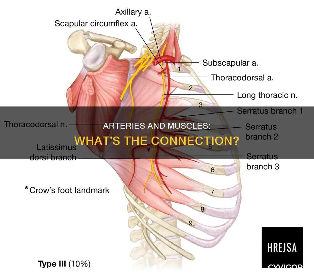 do arteries have muscle