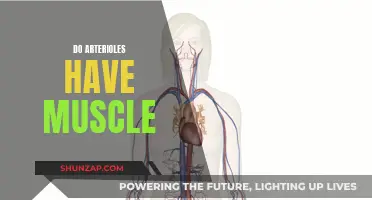 Arterioles and Muscle Tissue: What's the Connection?