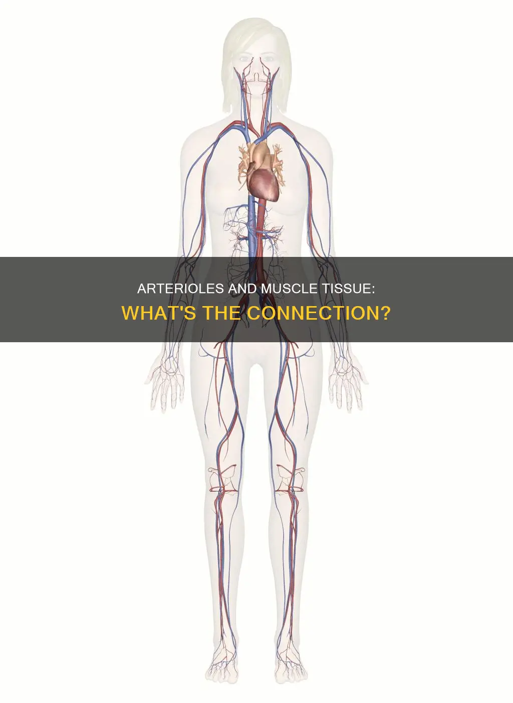 do arterioles have muscle