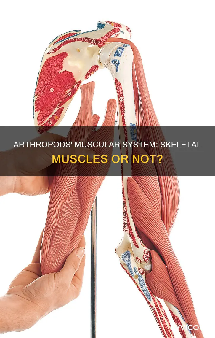 do arthropods have skelatal muscles