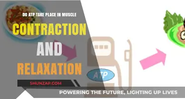 ATP's Role in Muscle Contraction and Relaxation: A Detailed Exploration