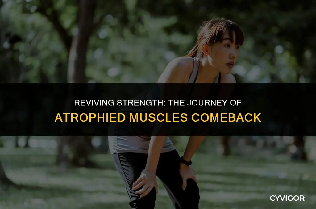 do atrophied muscles come back