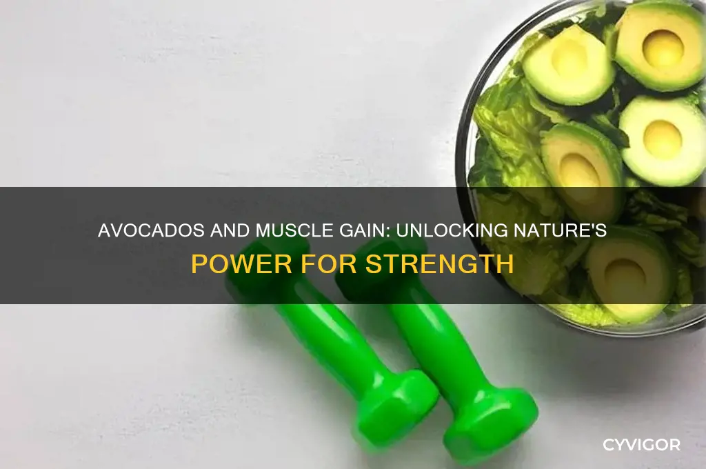do avocados help you gain muscle