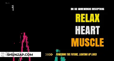 B2 Adrenergic Receptors: Their Role in Heart Muscle Relaxation Explained