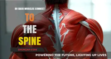 Exploring the Connection: Do Back Muscles Attach to the Spine?