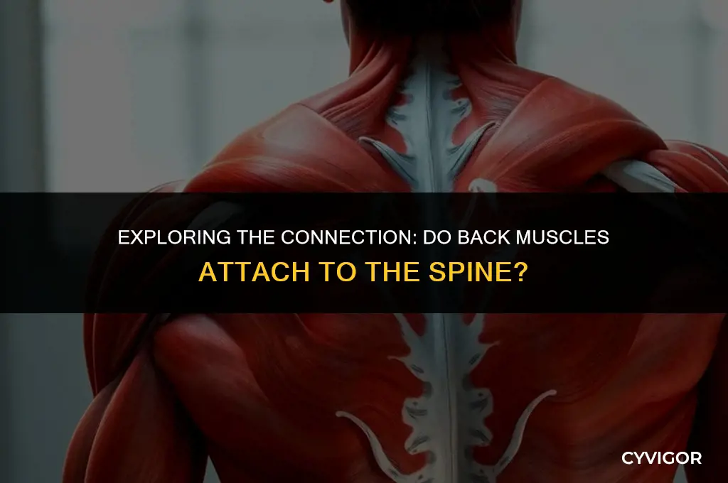 do back muscles connect to the spine