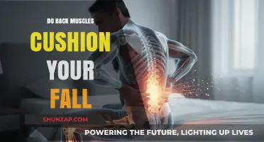 Do Back Muscles Act as Shock Absorbers During a Fall?