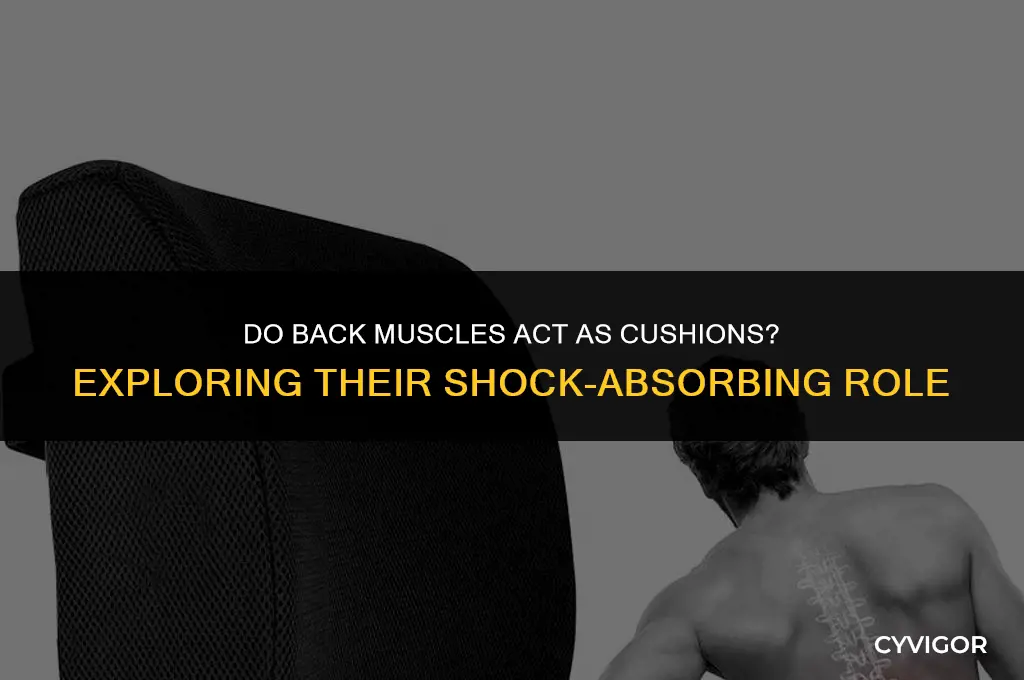 do back muscles cushion