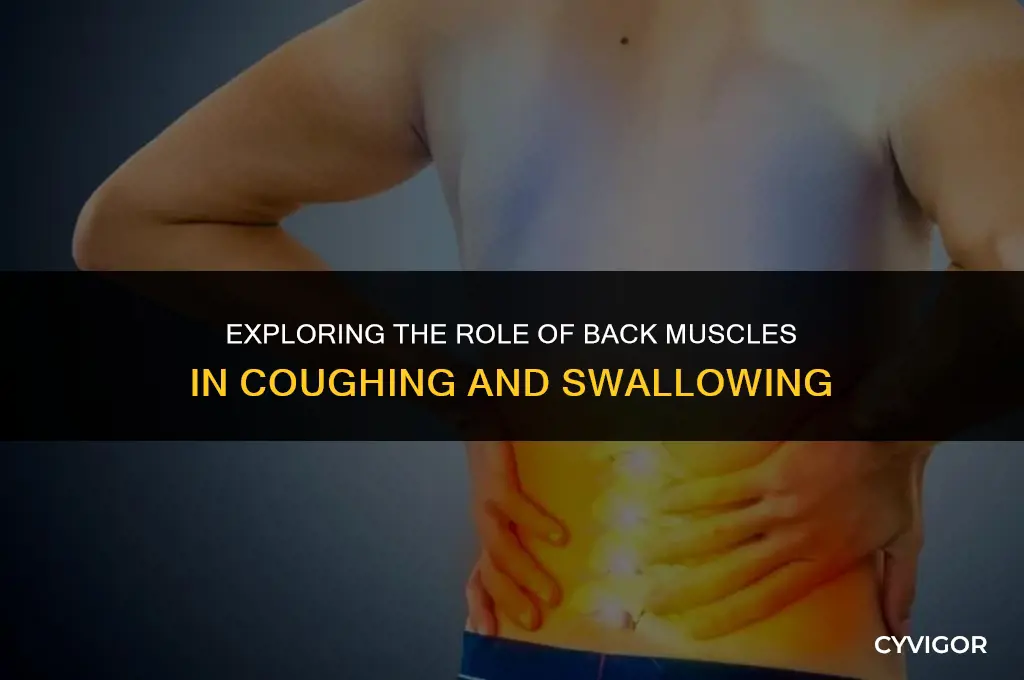 do back muscles get used when coughing or swallowing