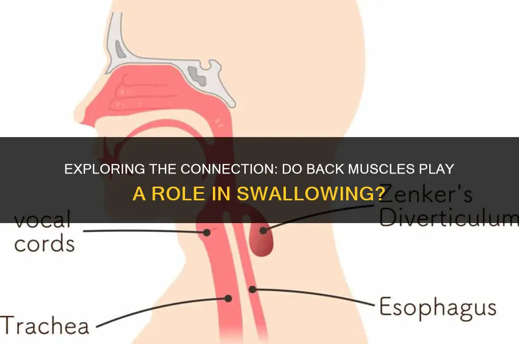 do back muscles get used when swallowing