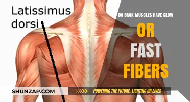 Unraveling the Fiber Types in Your Back Muscles: A Deep Dive
