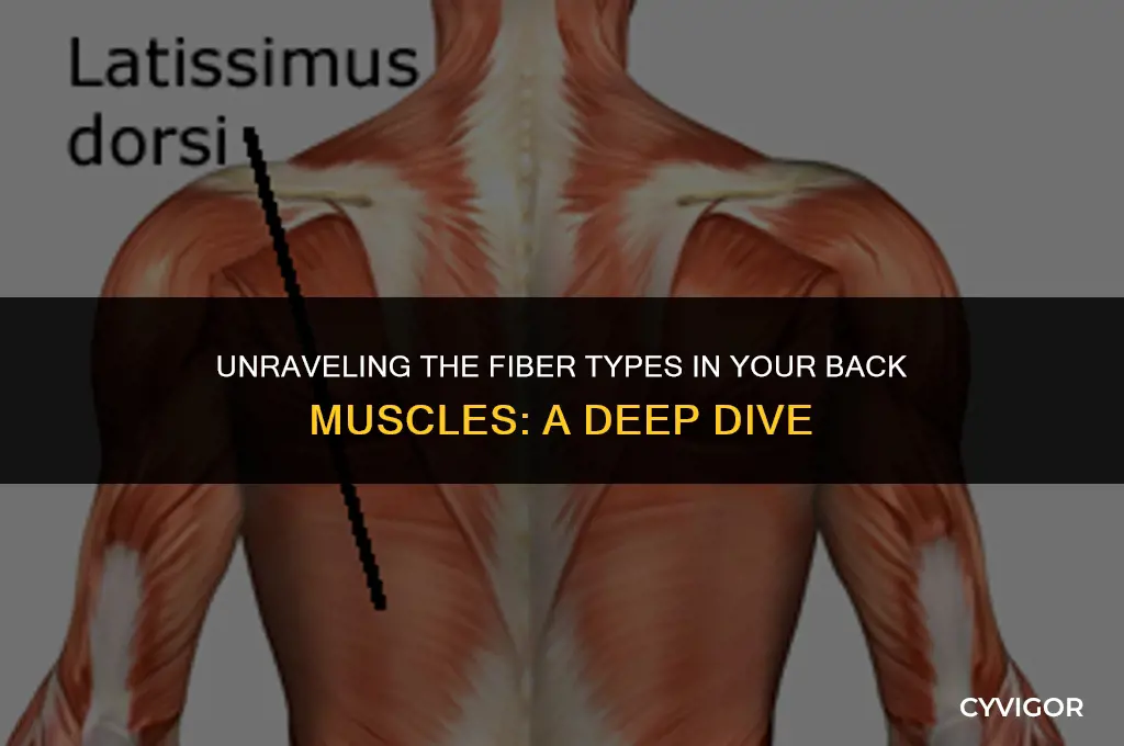 do back muscles have slow or fast fibers