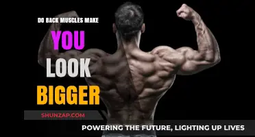 Build a Broader Back: The Muscle Groups That Enhance Your Physique