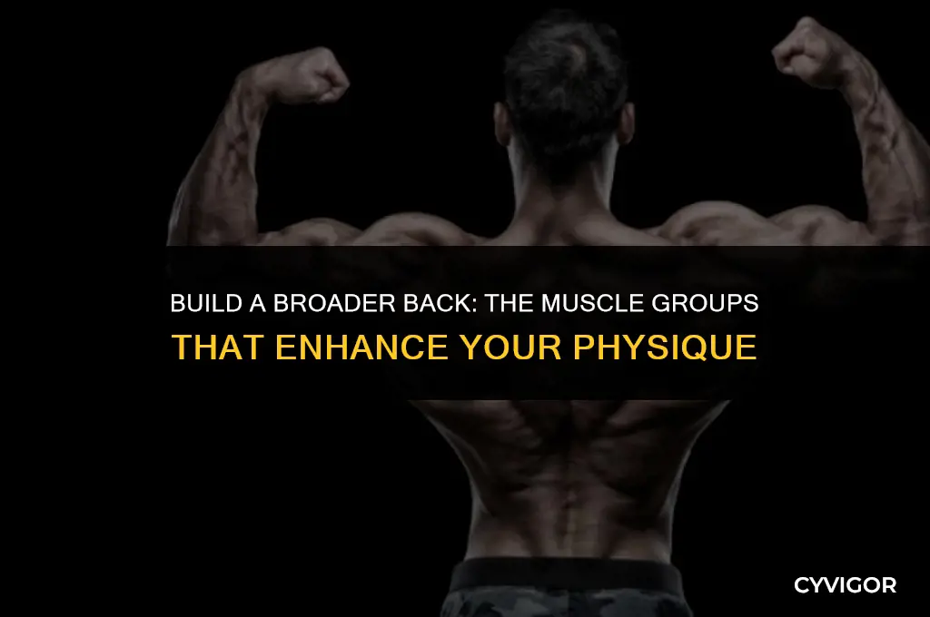 do back muscles make you look bigger
