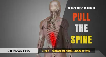 Back Muscles: Pushing or Pulling the Spine? Unraveling the Mechanics
