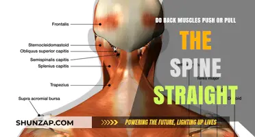 How Back Muscles Work: Pushing or Pulling for a Straight Spine?
