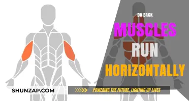 Exploring Anatomy: The Horizontal Alignment of Back Muscles