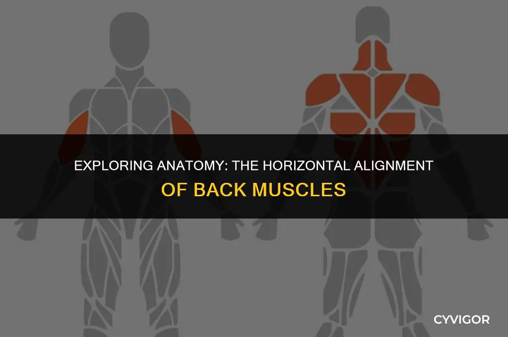 do back muscles run horizontally