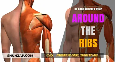 Understanding Back Muscles: Do They Really Wrap Around Your Ribs?