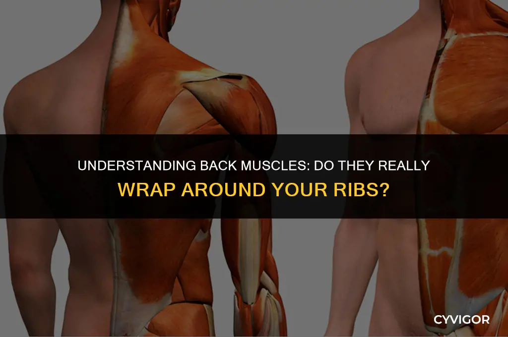 do back muscles wrap around the ribs