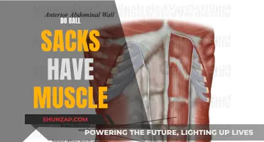 Exploring the Anatomy of Scrotum Muscles