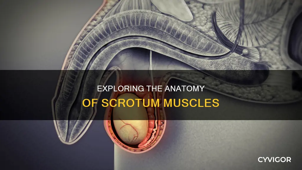 do ball sacks have muscle