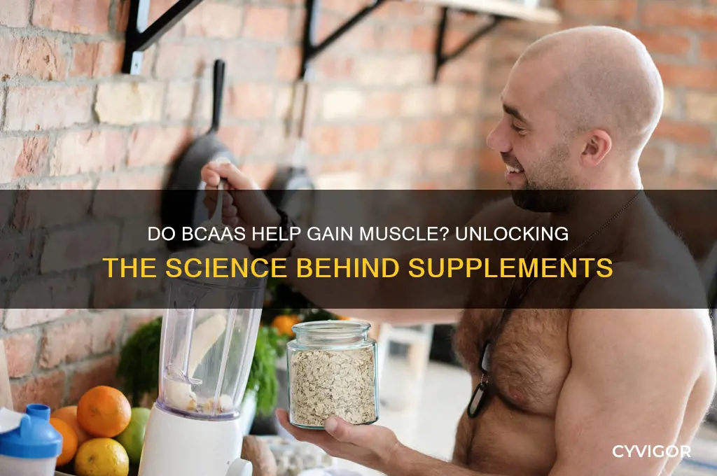 do bcaa help gain muscle