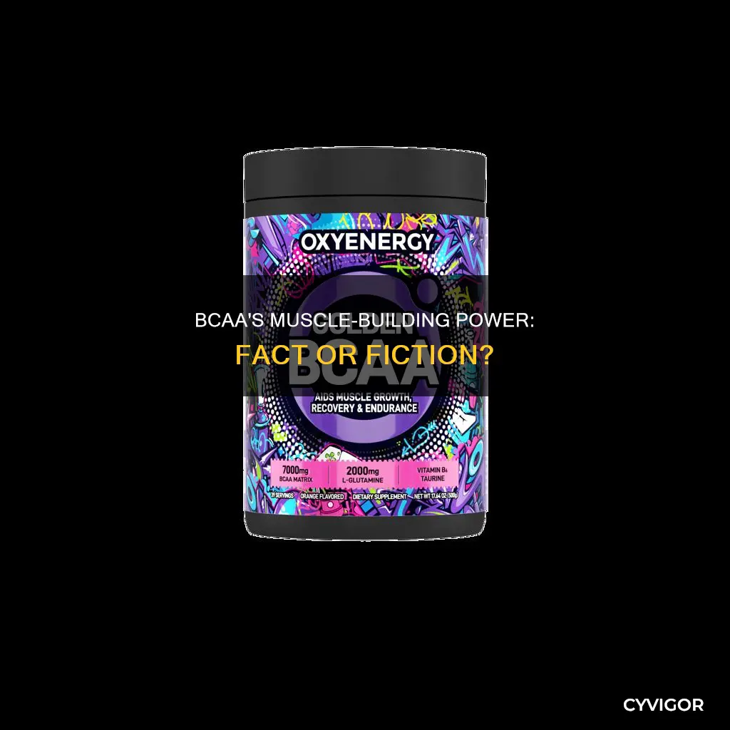 do bcaa increase muscle size