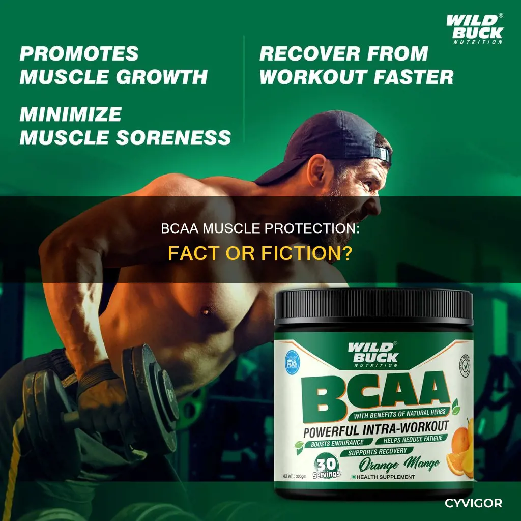 do bcaa protect muscles