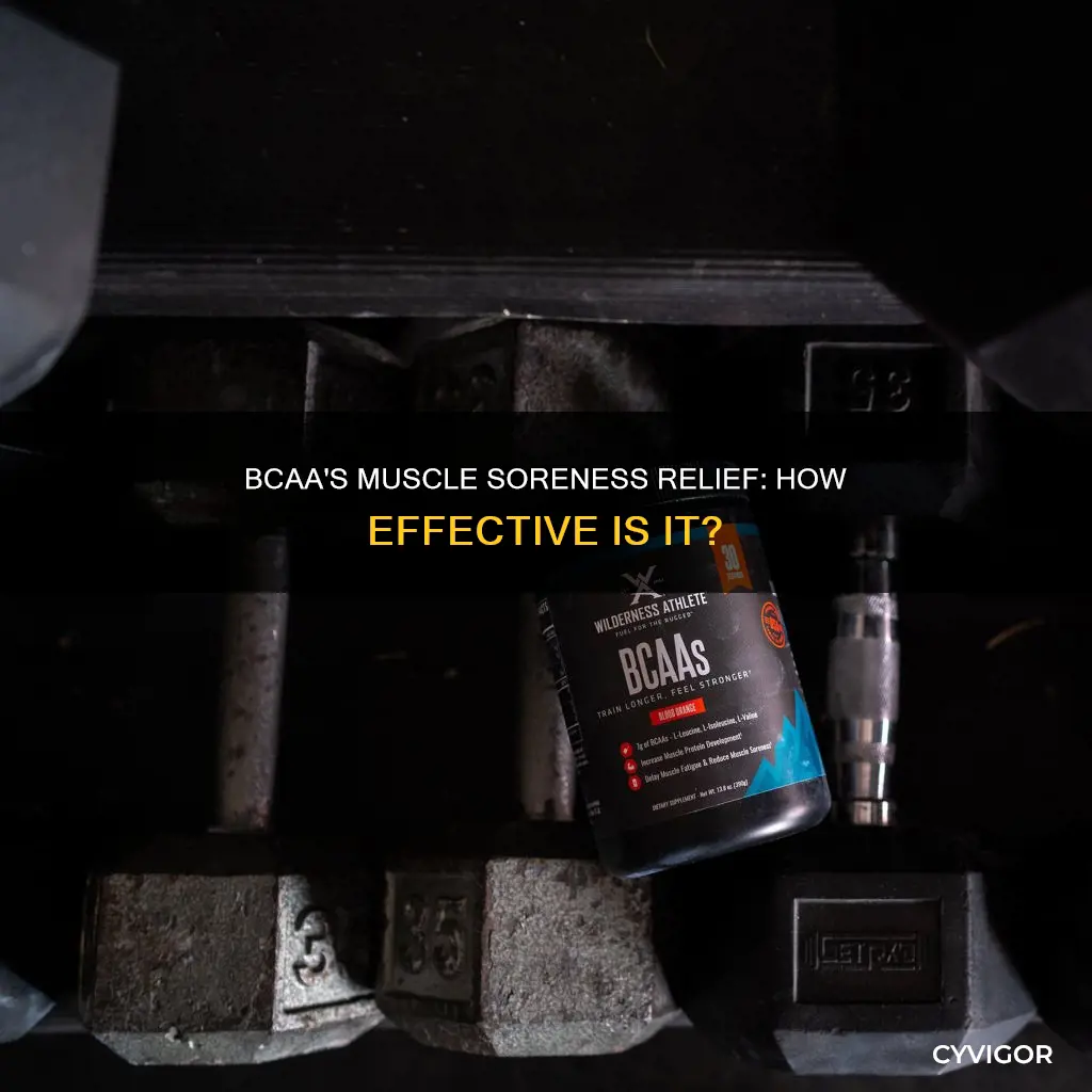 do bcaas reduce muscle soreness