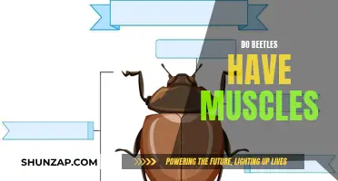 Exploring Beetle Anatomy: The Muscular System of Beetles