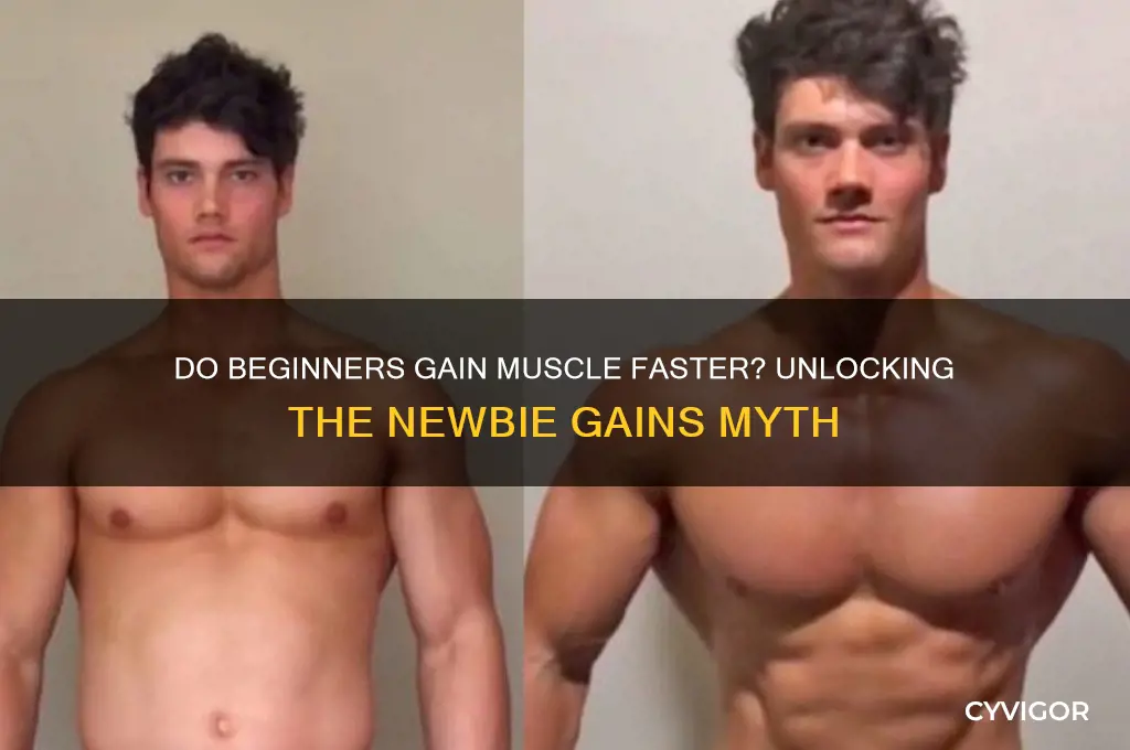 do beginners gain muscle faster