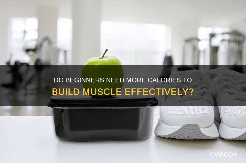 do beginners need more calories to gain muscle