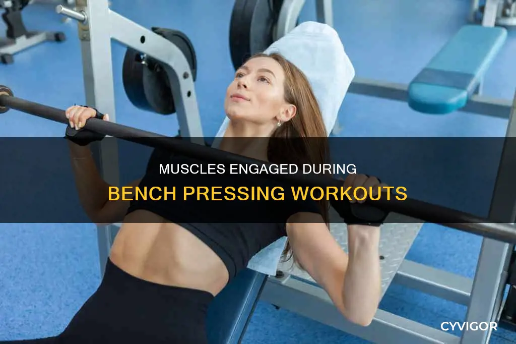 do bench press involved muscles