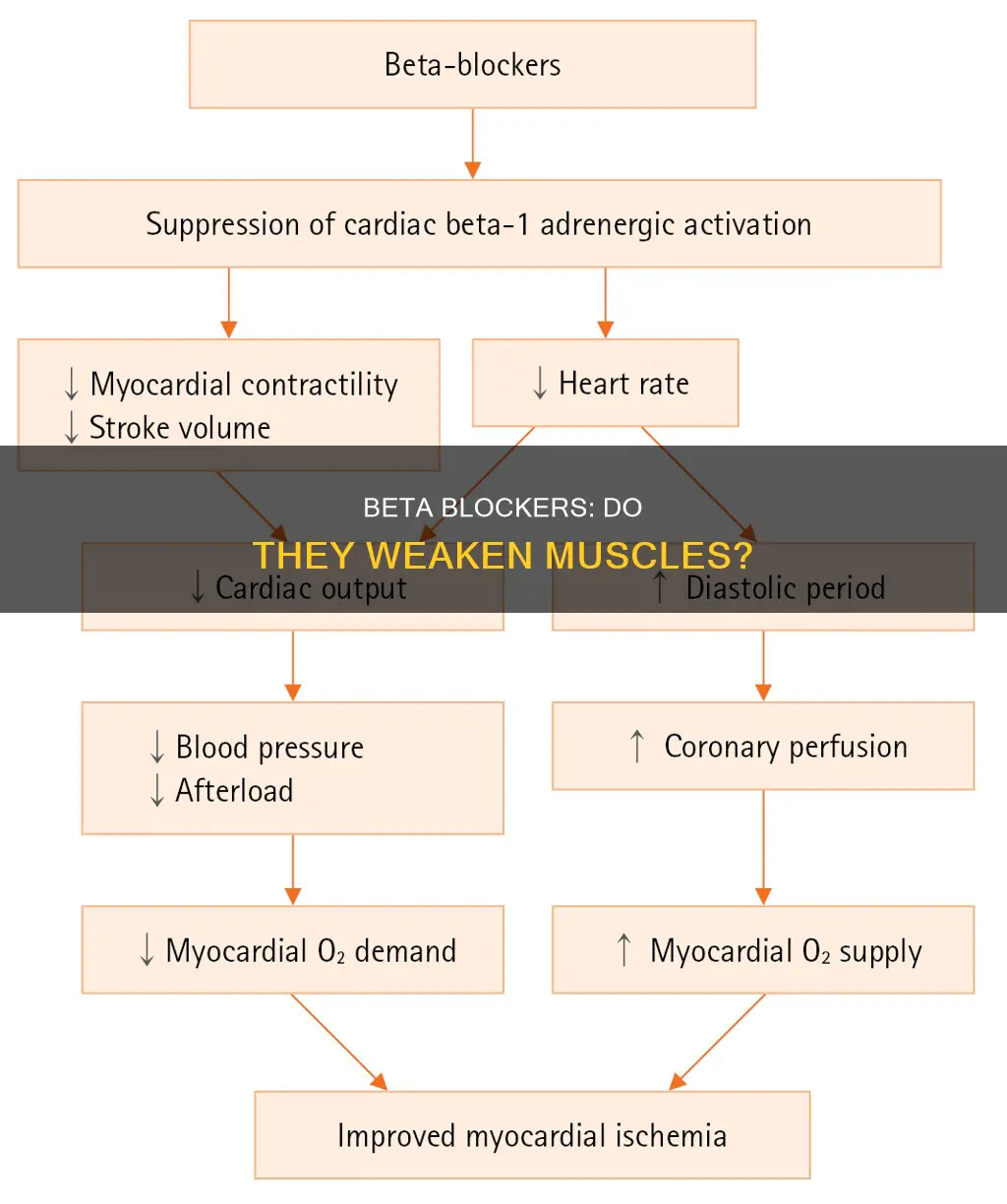 do beta lockers cause muscle weakness